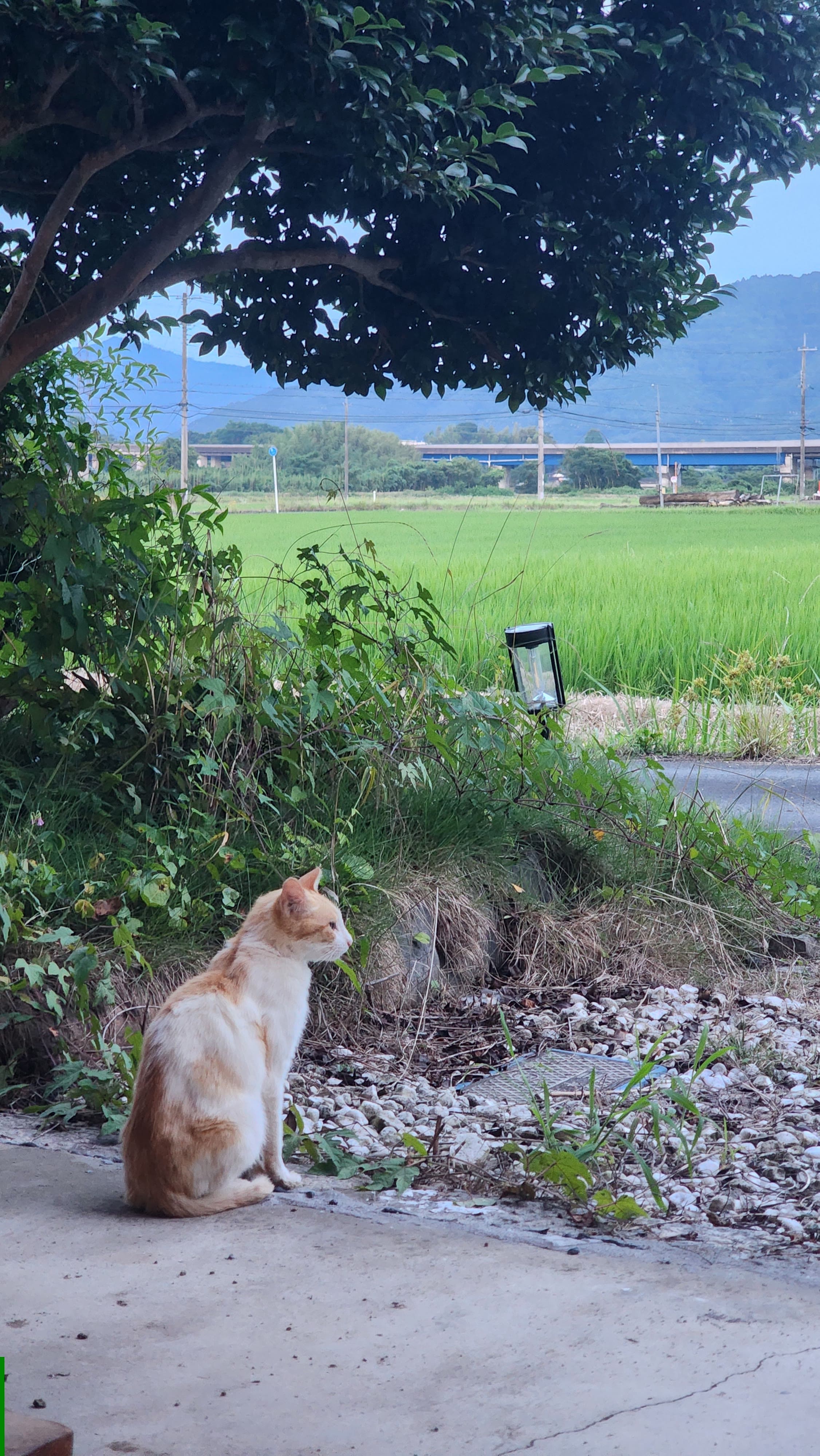 木の下から稲田を眺める風山舎の猫