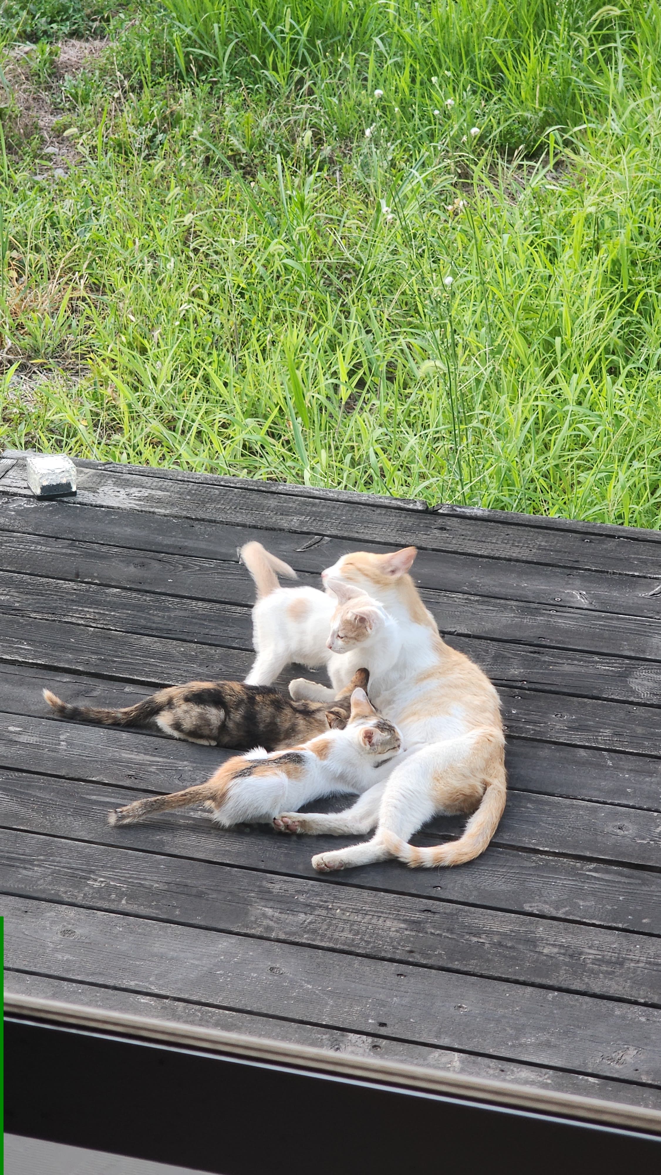 風山舎の木の縁側で寄り添って休む猫たち