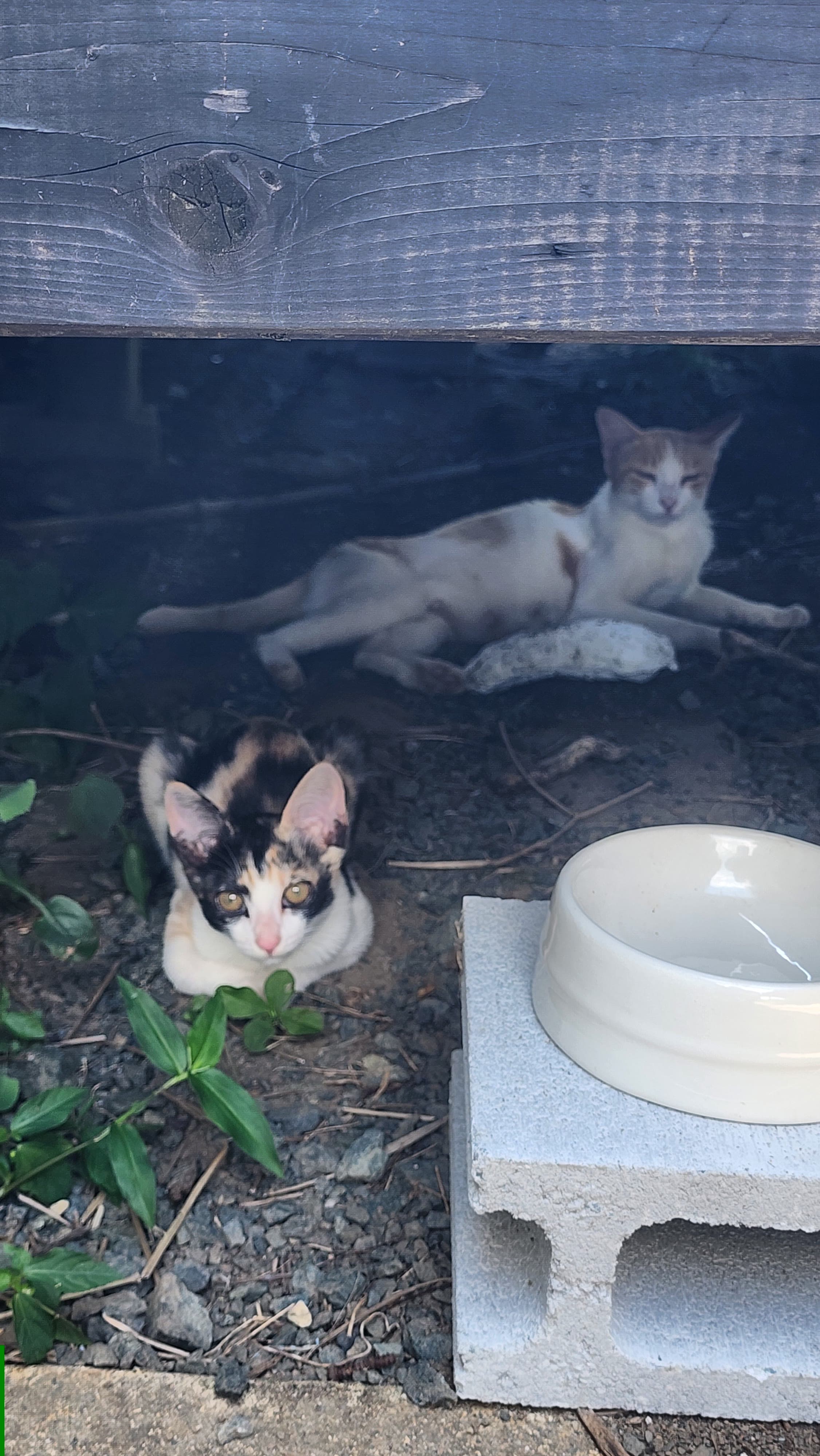 風山舎の木壁のそばで休む二匹の猫