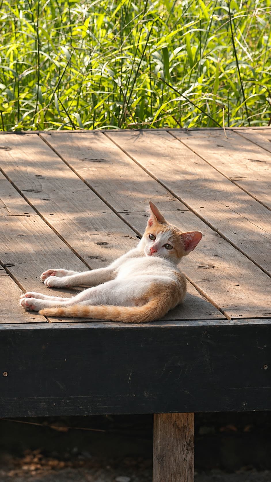 草木のそば、木の縁側で日差しを浴びて横になる猫